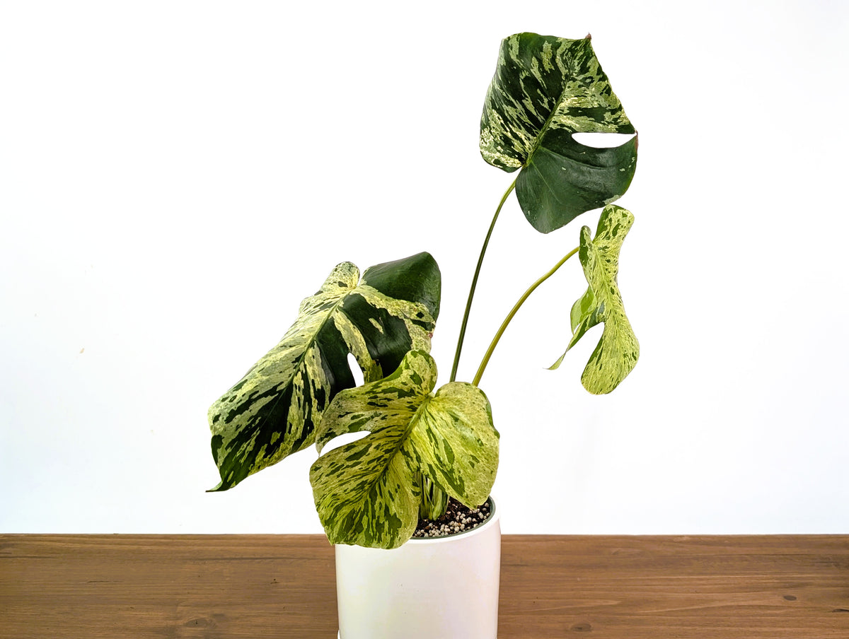 Monstera Vietciosa 6" Exact Plant #33B