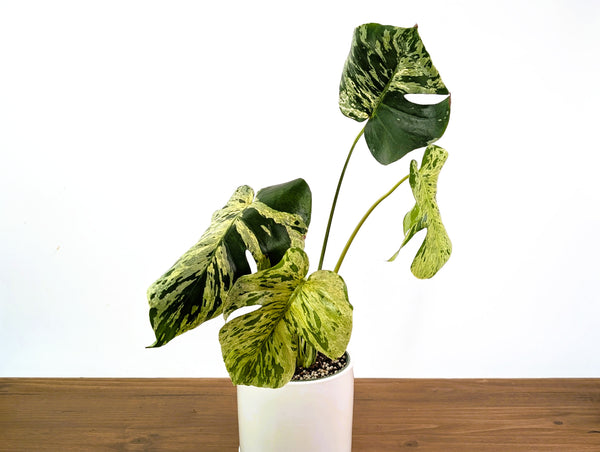 Monstera Vietciosa 6" Exact Plant #33B