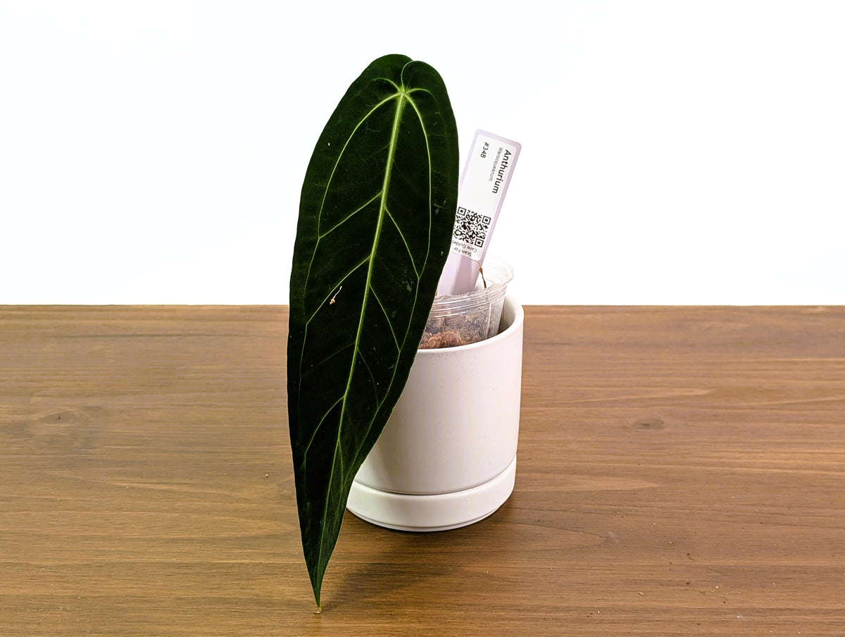 Anthurium Warocqueanum - Pick Your Exact One of a Kind Plant