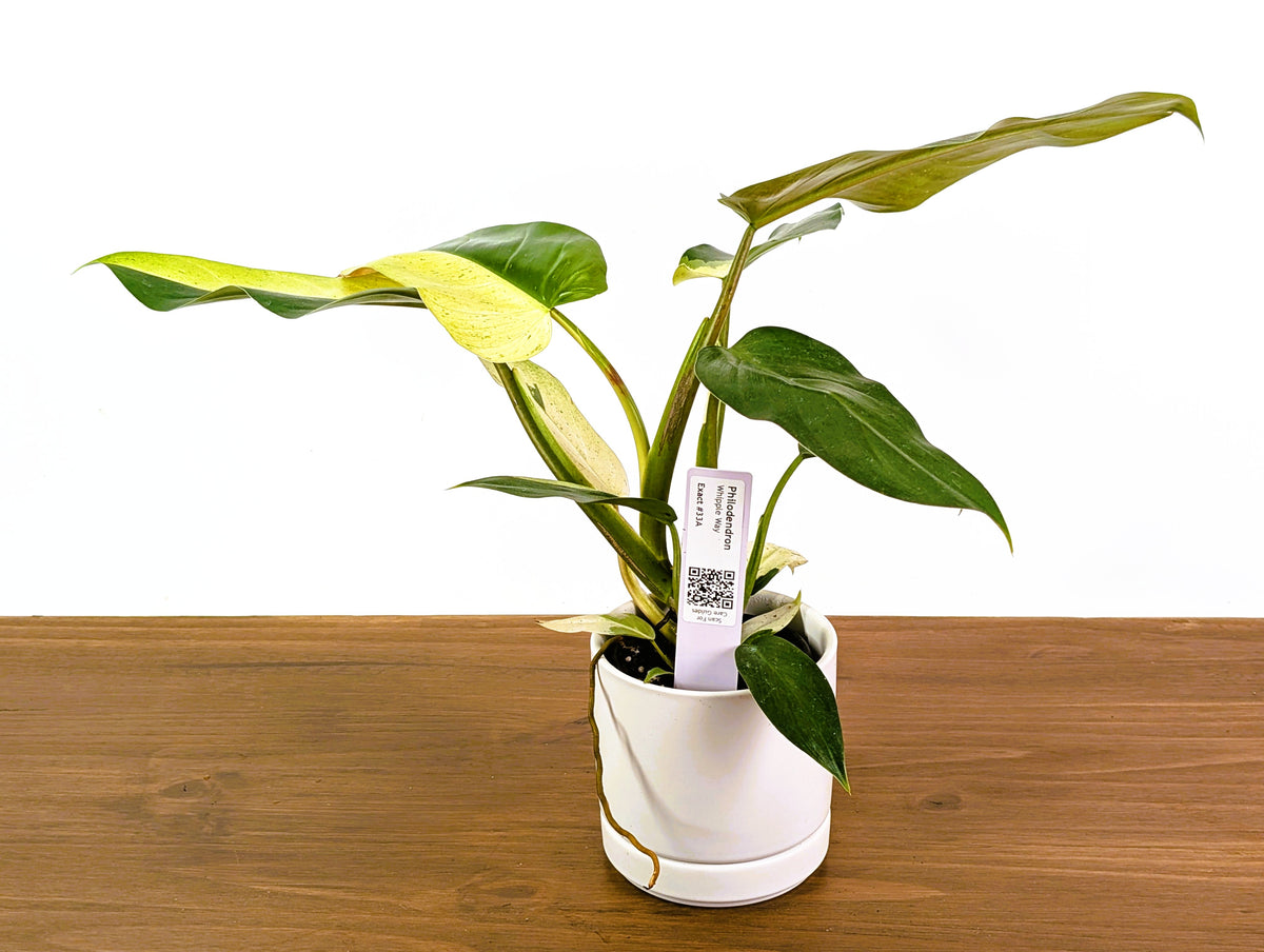 Philodendron Whipple Way Rare Variegated Form Exact Plant #33A