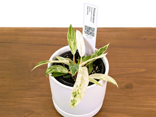 Philodendron Strawberry Caramel Marble - Exact 4" Plant #33A