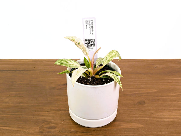 Philodendron Strawberry Caramel Marble - Exact 4" Plant #33B