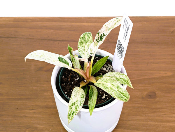 Philodendron Strawberry Caramel Marble - Exact 4" Plant #33B