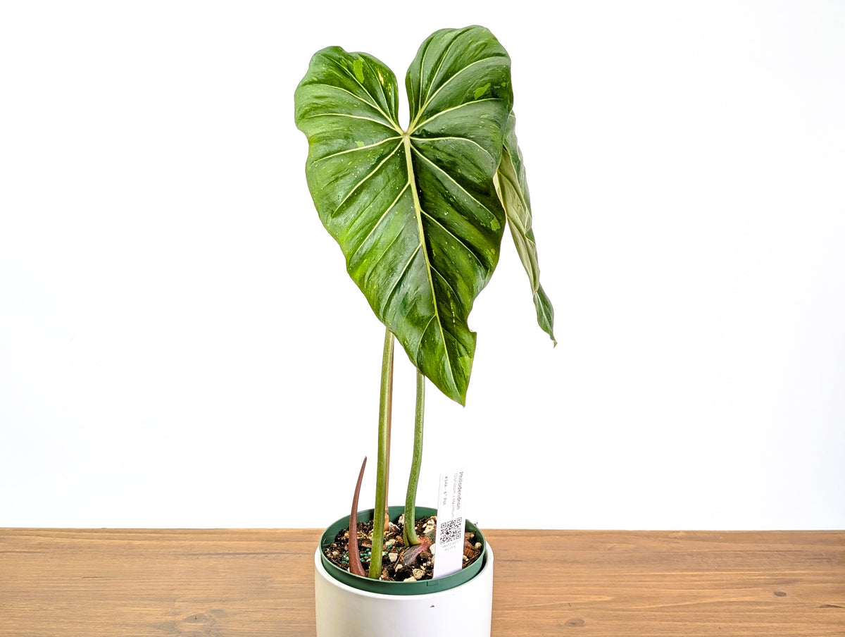 Philodendron Gloriosum x Maximum Variegated 2+ft Tall Plant in 6" pot #34A