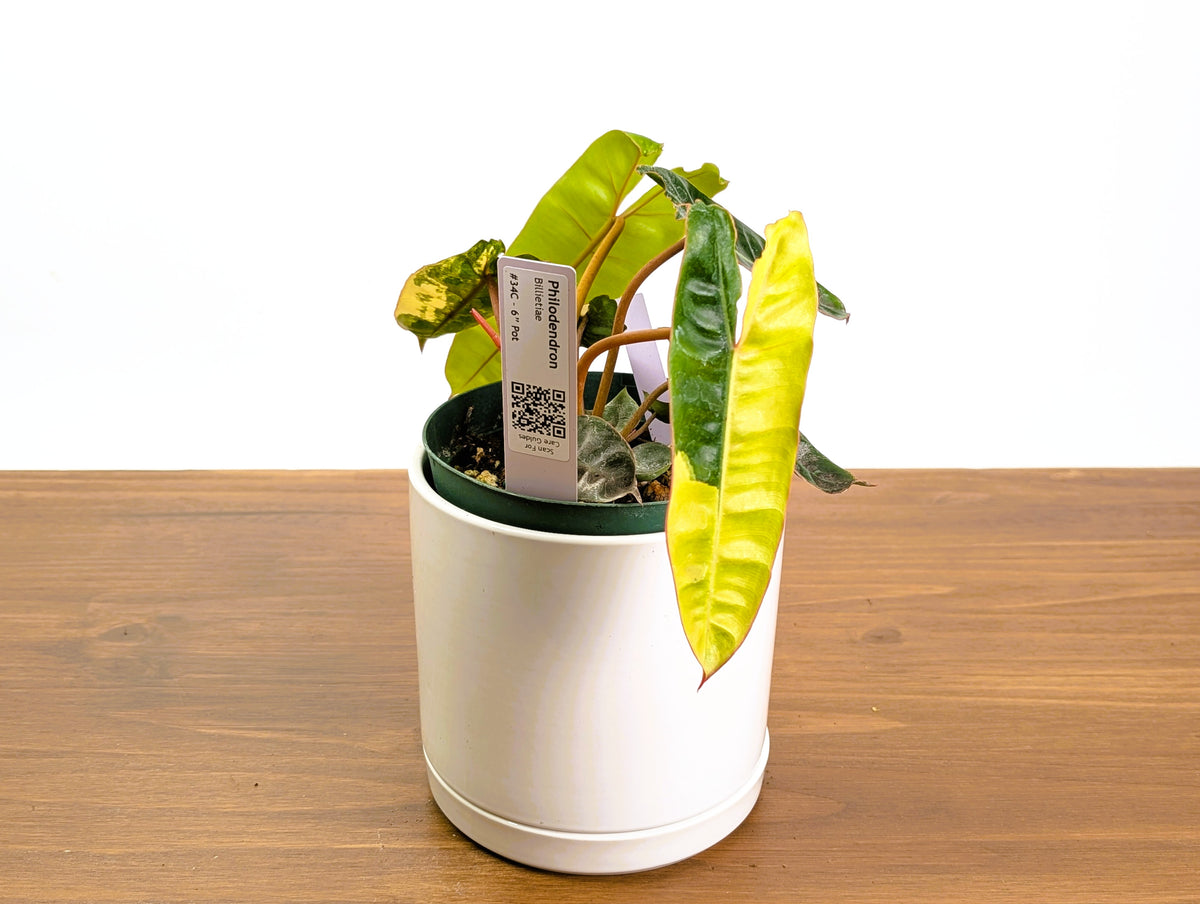 Philodendron Billietiae Variegated