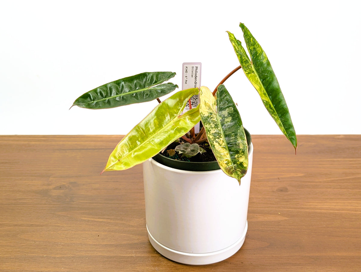 Philodendron Billietiae Variegated