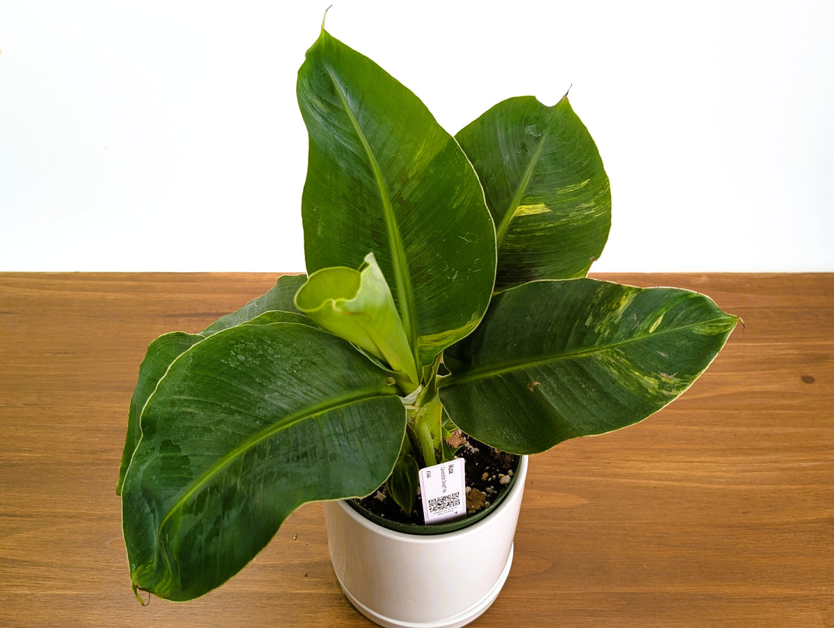 Musa Cavendish Dwarf Variegated Banana Tree Exact 6" Pot #34A