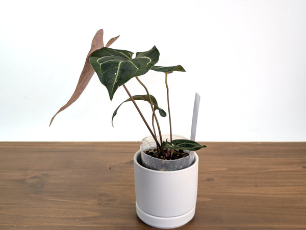 Anthurium Besseae aff x (Dr Block F2 x Red Crystal)