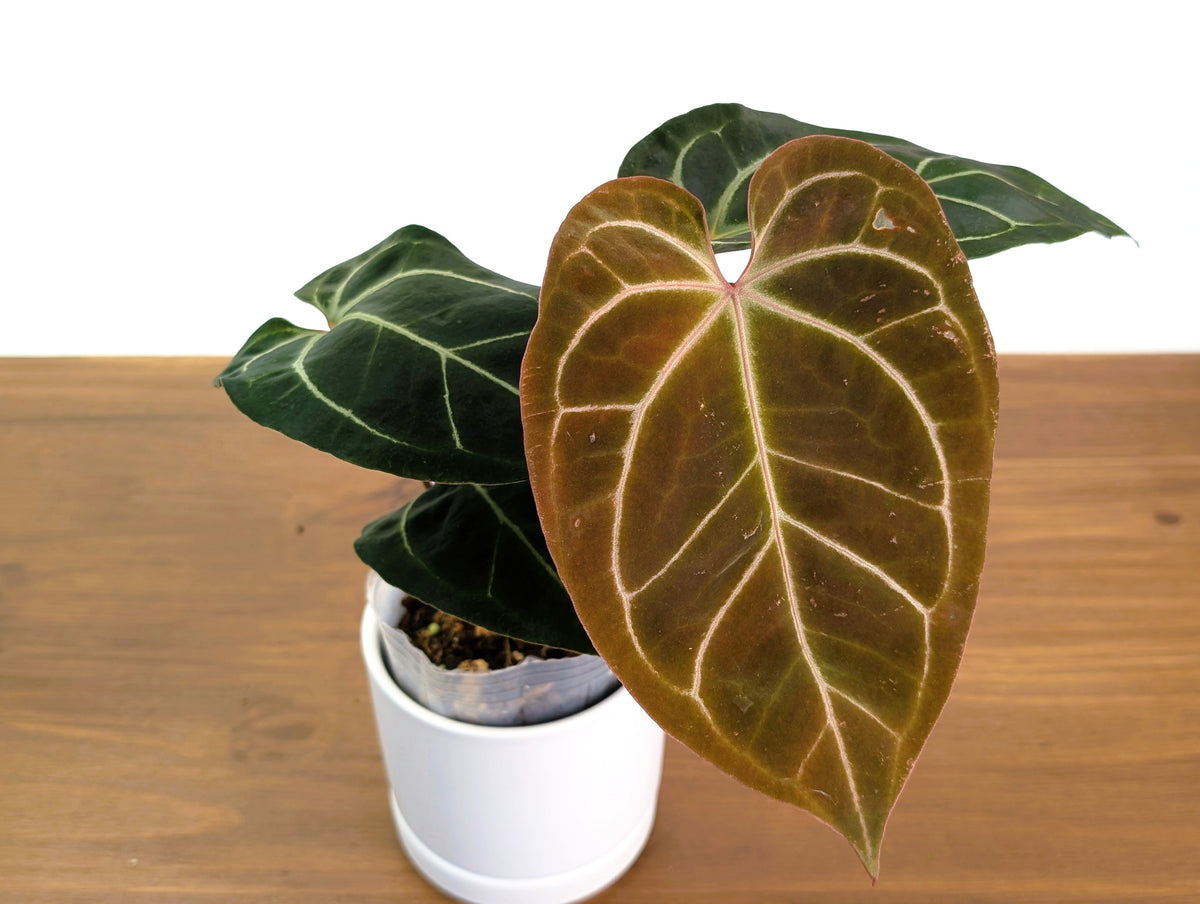 Anthurium Besseae aff x (Dr Block F2 x Red Crystal)