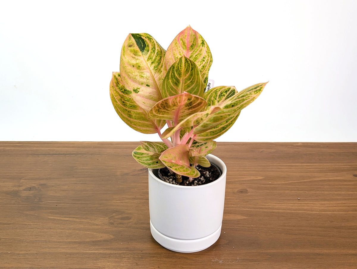 Aglaonema Siam Perfect