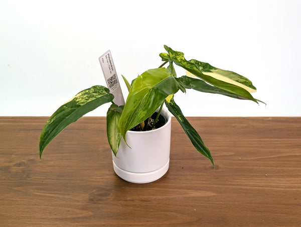 Philodendron Bob Cee x Florida Beauity Variegated - Exact Plant
