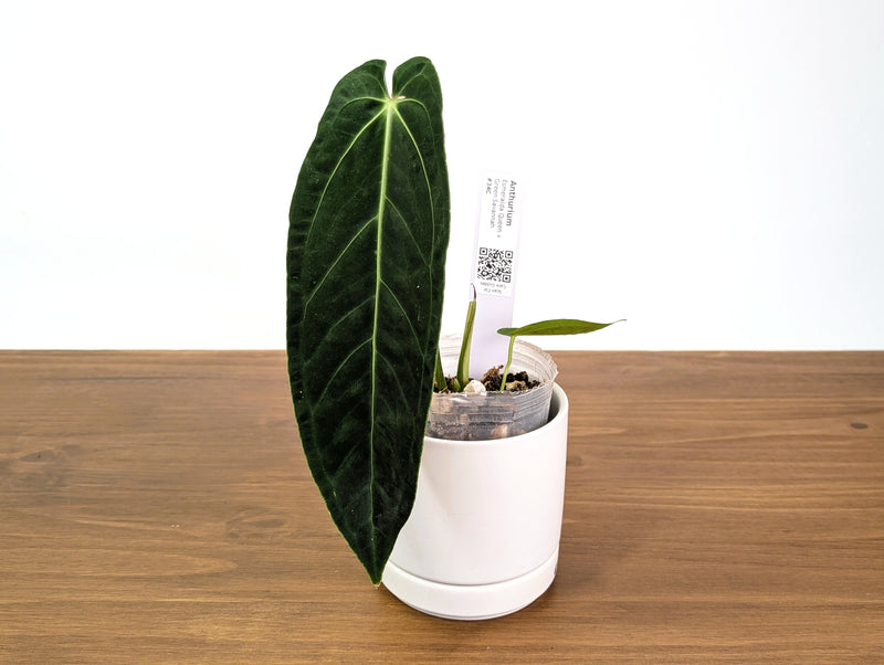 Anthurium Esmeralda Queen x Green Savannah