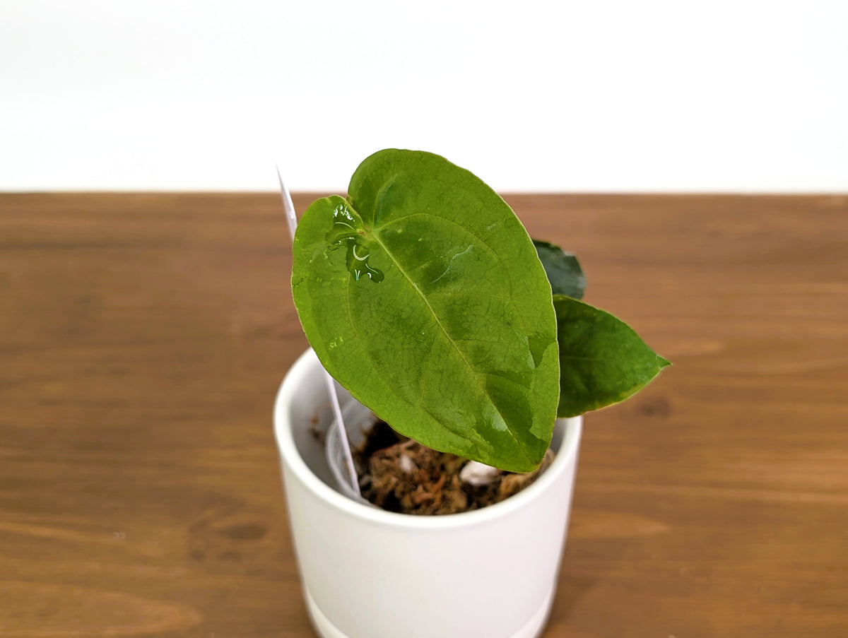 Anthurium Forgetii 'Cup Leafs' x Papillilaminum