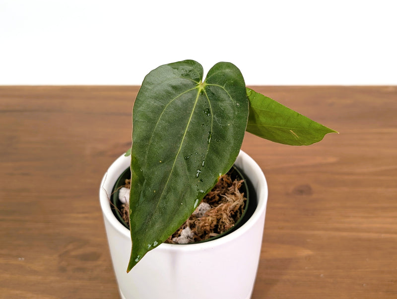 Anthurium Papillilaminum x Carlablackiae