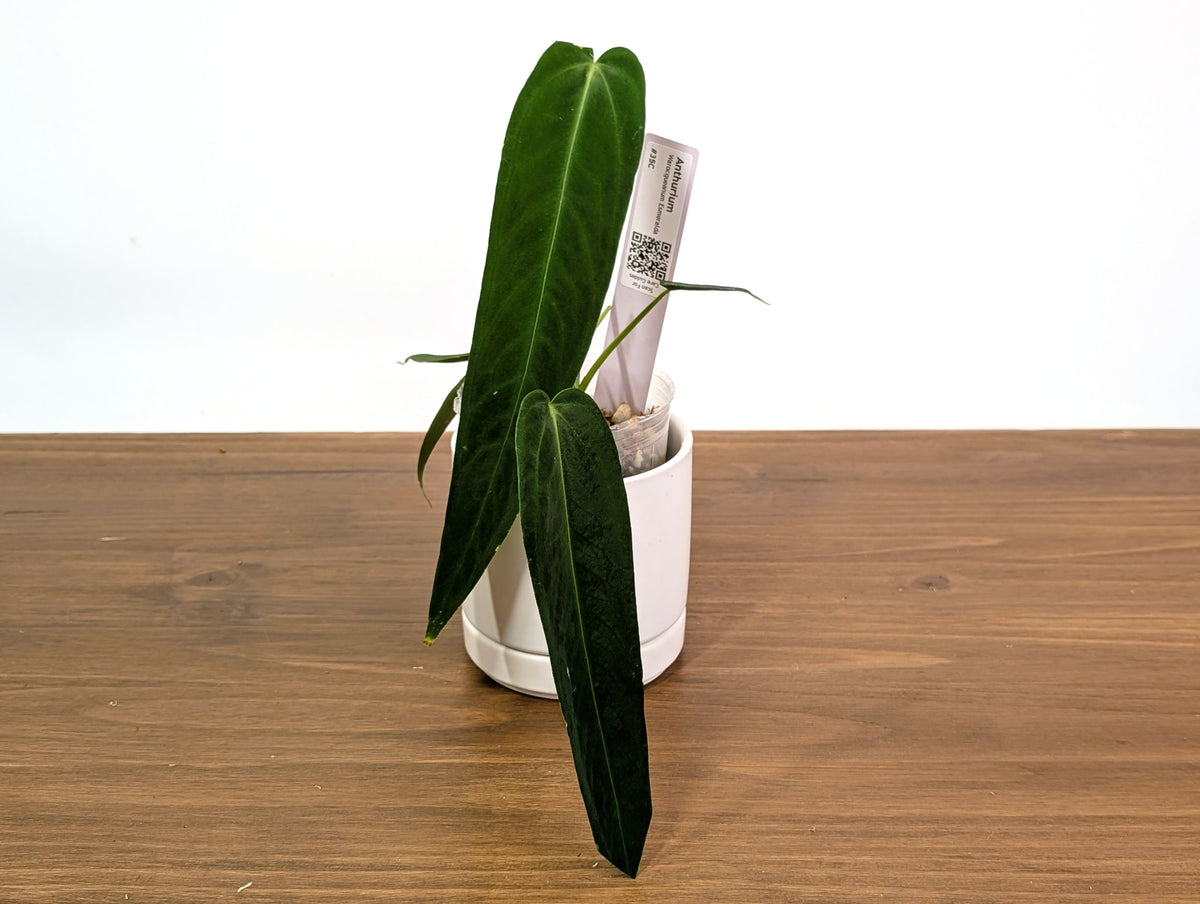 Anthurium Warocqueanum Esmeralda - Pick Your Exact Plant