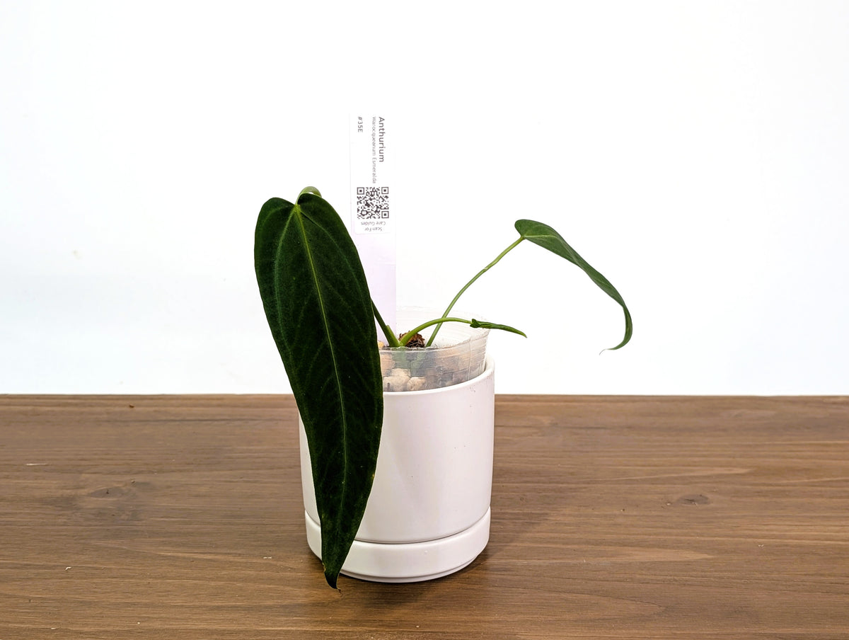 Anthurium Warocqueanum Esmeralda - Pick Your Exact Plant