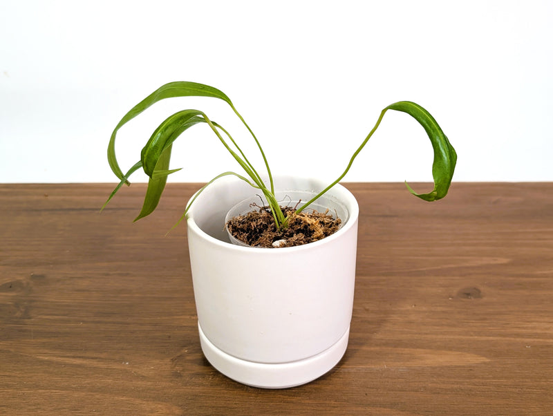 Anthurium Gladiifolium