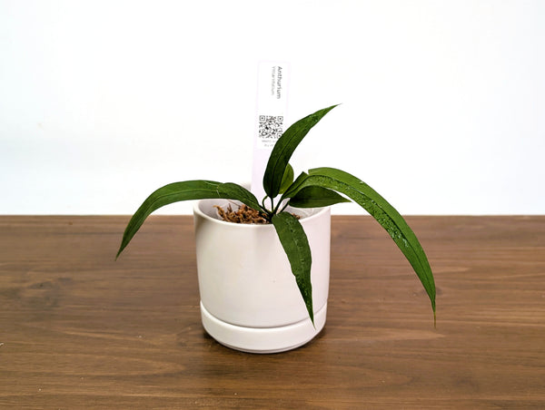 Anthurium Lutheri
