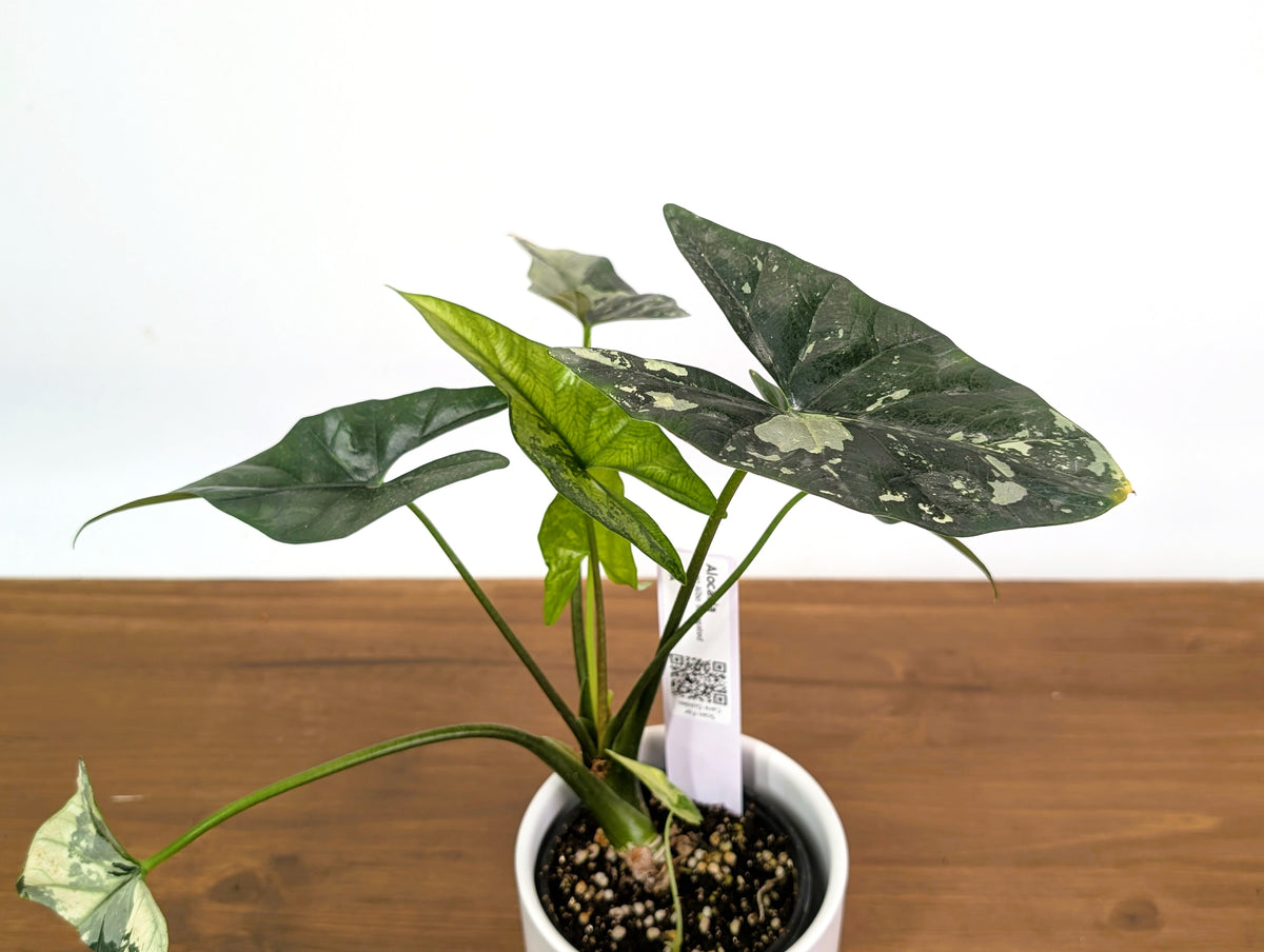 Alocasia Simpo Albo Variegated 4" Exact Plant #35A