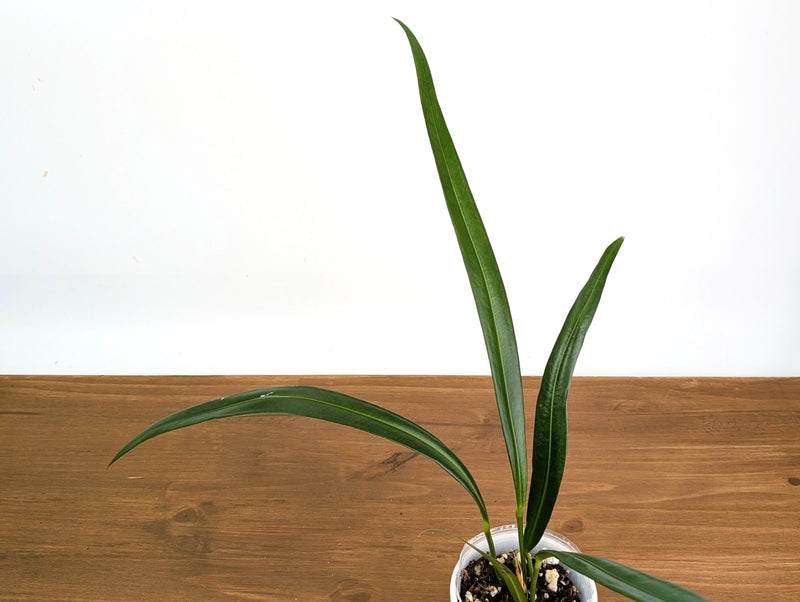 Anthurium Coriaceum aff