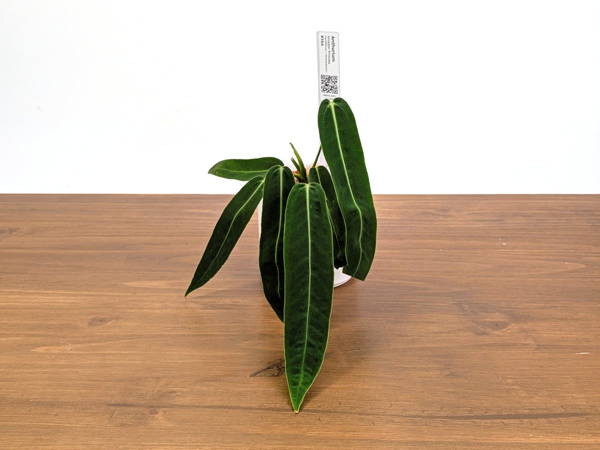Anthurium Amazon Princess - Exact Plants
