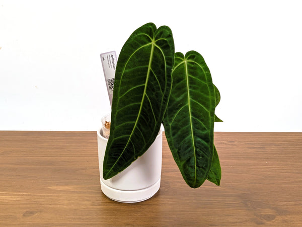 Anthurium Warocqueanum x Waterburyanum - Exact Plants