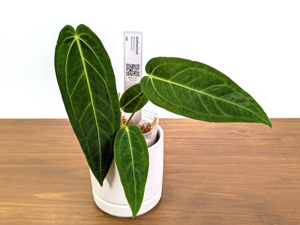 Anthurium Warocqueanum x Waterburyanum - Exact Plants