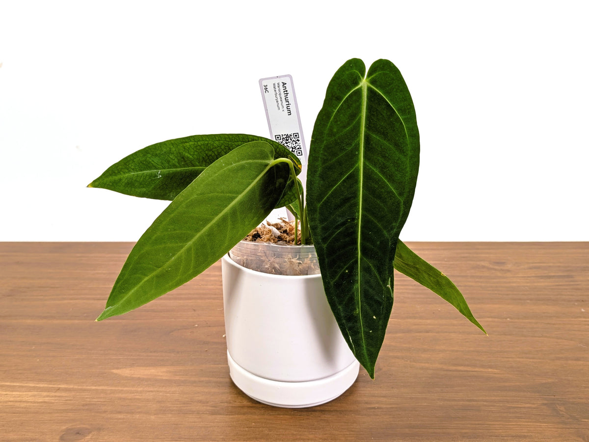 Anthurium Warocqueanum x Waterburyanum - Exact Plants