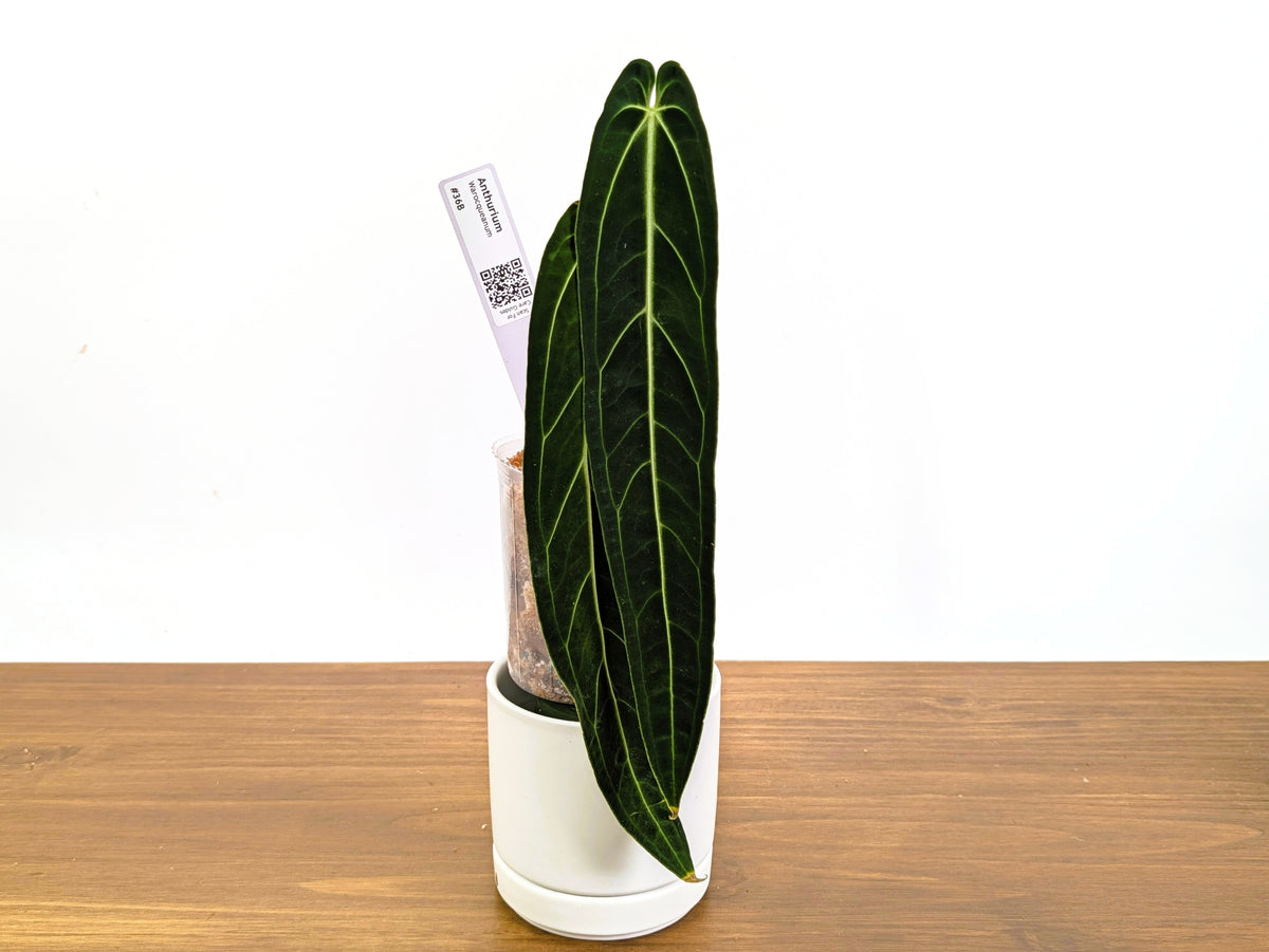 Anthurium Warocqueanum - Dark & Narrow - Pick Your Exact Plant (#36)