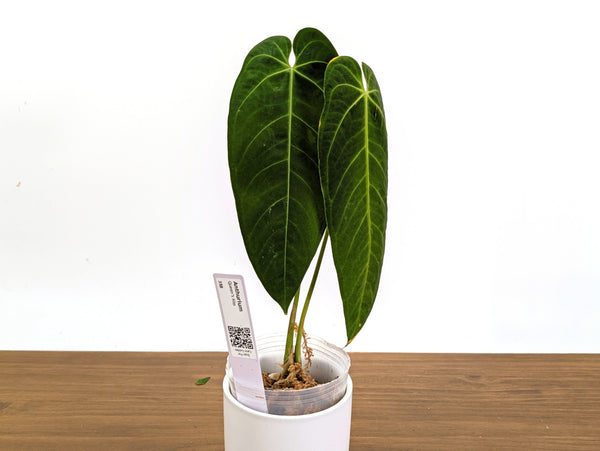 Anthurium Queen's Kiss - Exact Plants (#36)