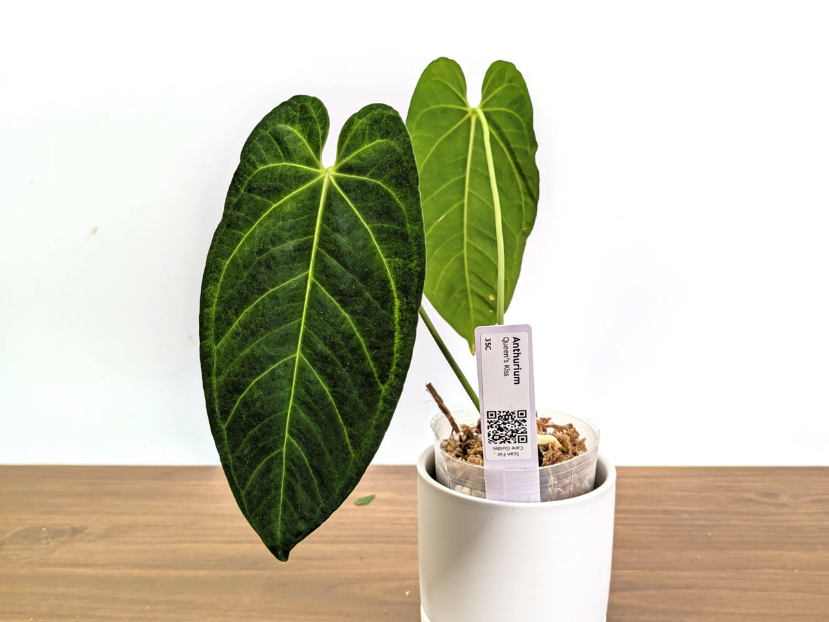Anthurium Queen's Kiss - Exact Plants (#36)