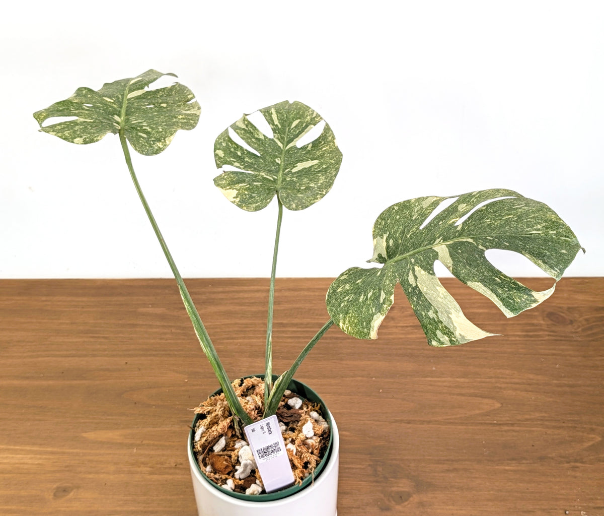 Monstera Legacy - 6" Pot Exact Plants