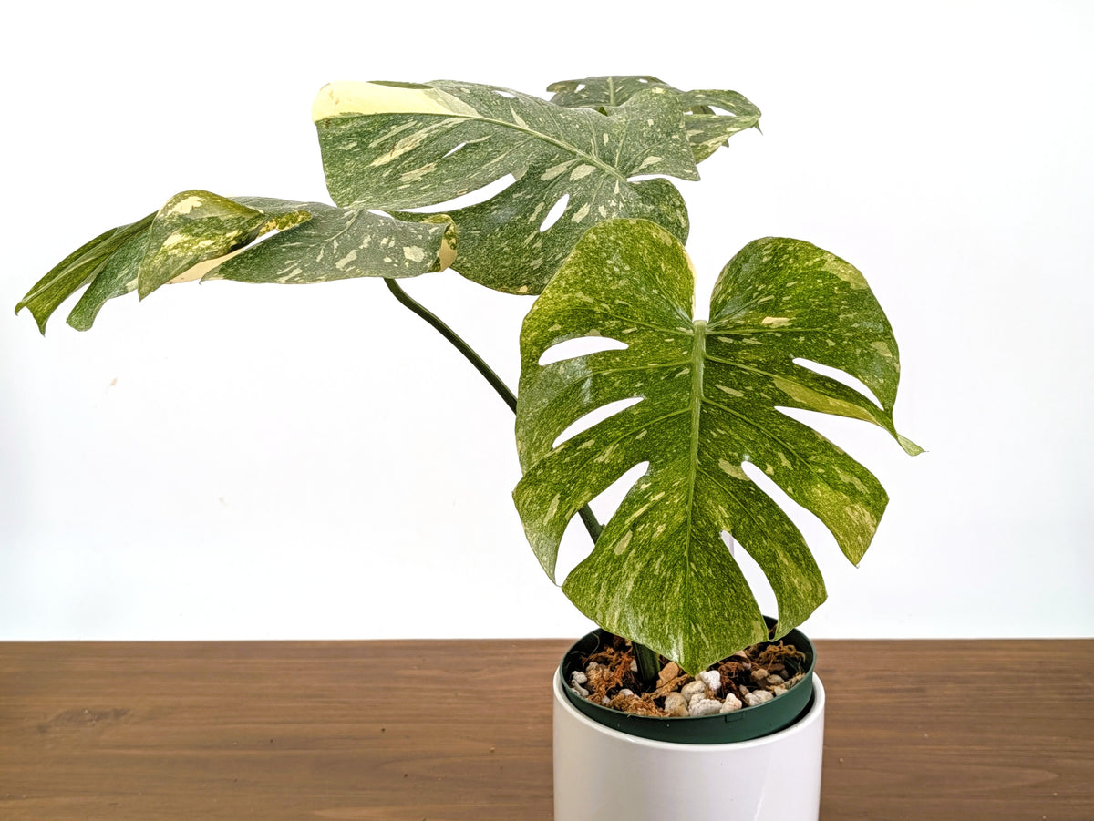 Monstera Legacy 6" Pot Exact Plant #36A