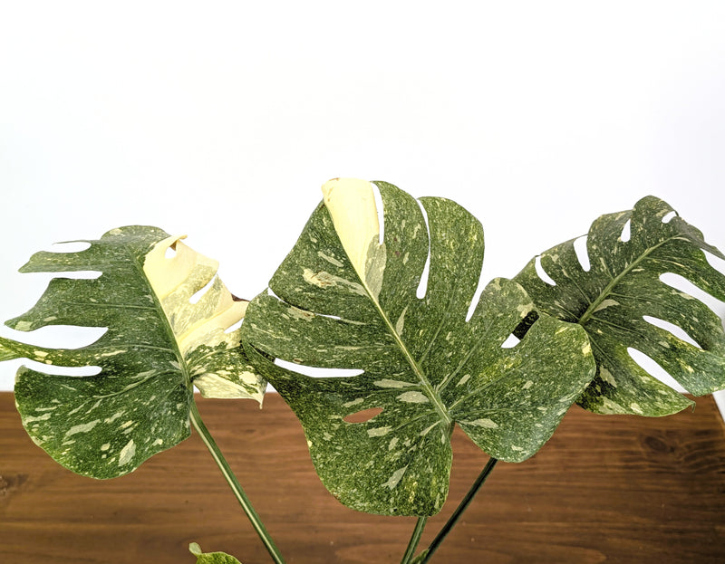 Monstera Legacy - 6" Pot Exact Plants