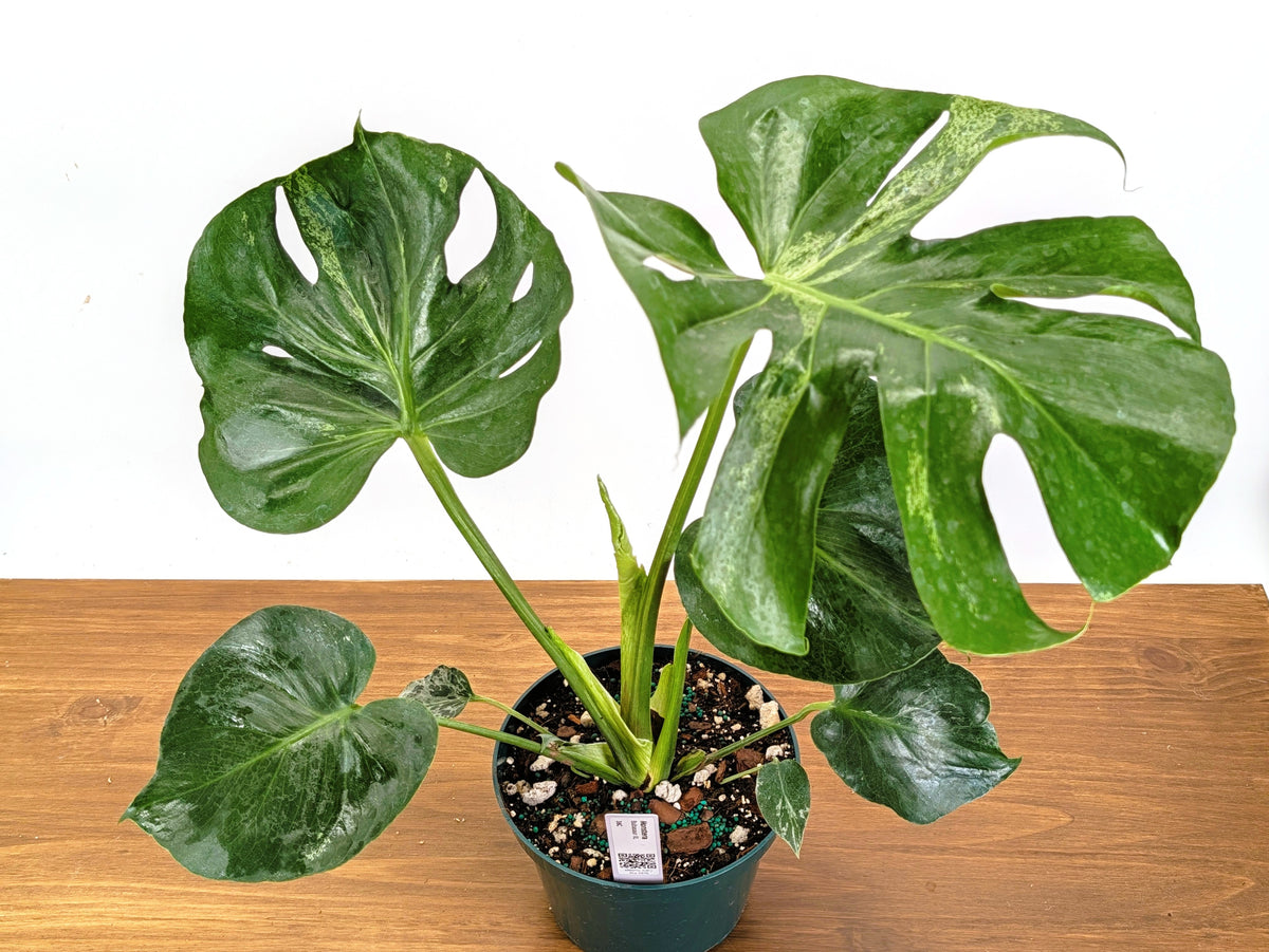 Monstera Bulbasaur 8 Inch Pot Exact Plant + Premium Aroid Potting Mix | Plant #36C