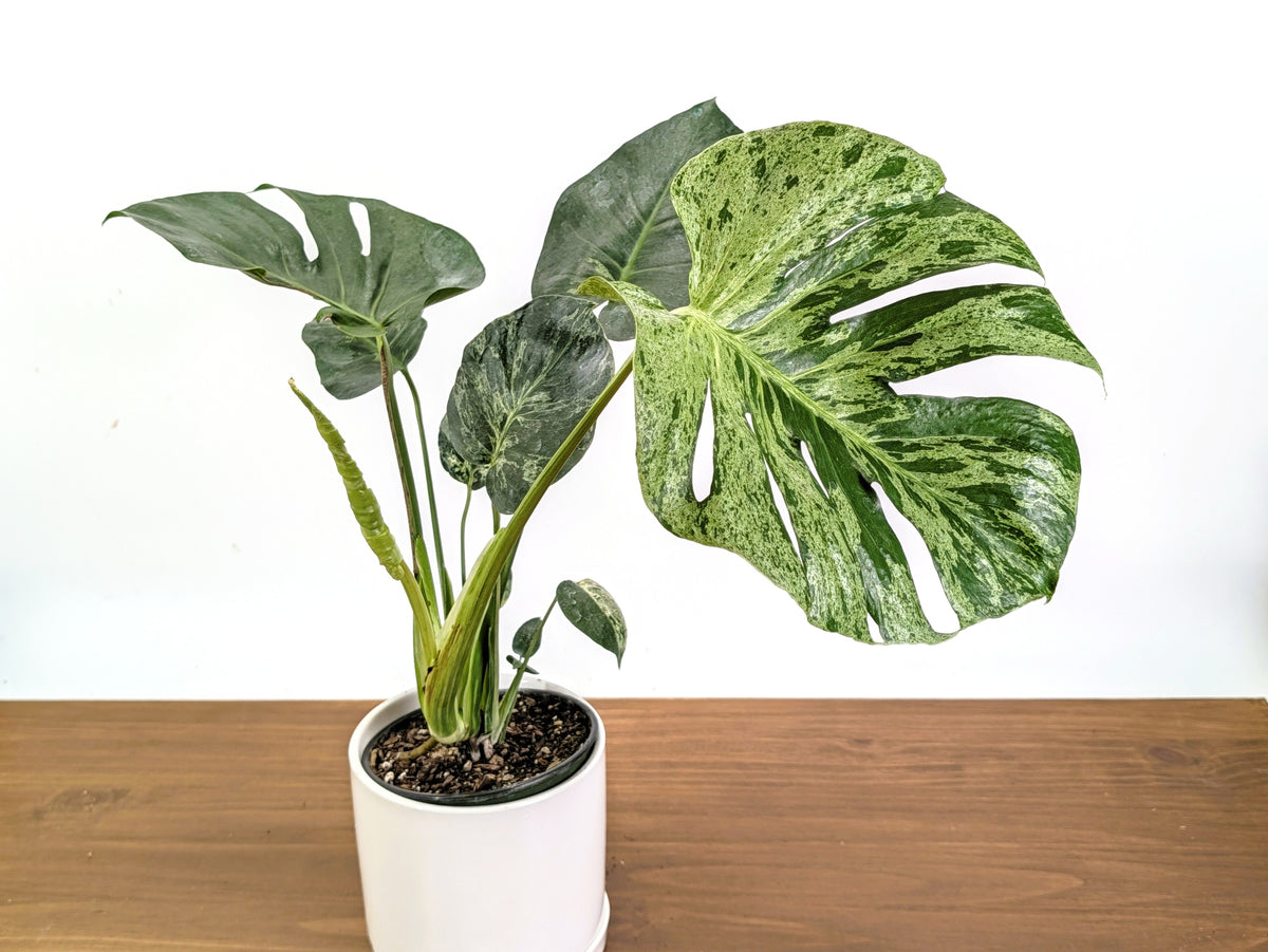 Monstera Bulbasaur