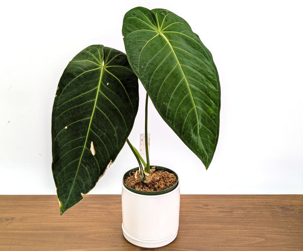 Anthurium Warocqueanum x Waterburyanum - XL Exact Plant 6" Pot #19A
