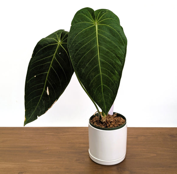 Anthurium Warocqueanum x Waterburyanum - XL Exact Plant 6" Pot #19A