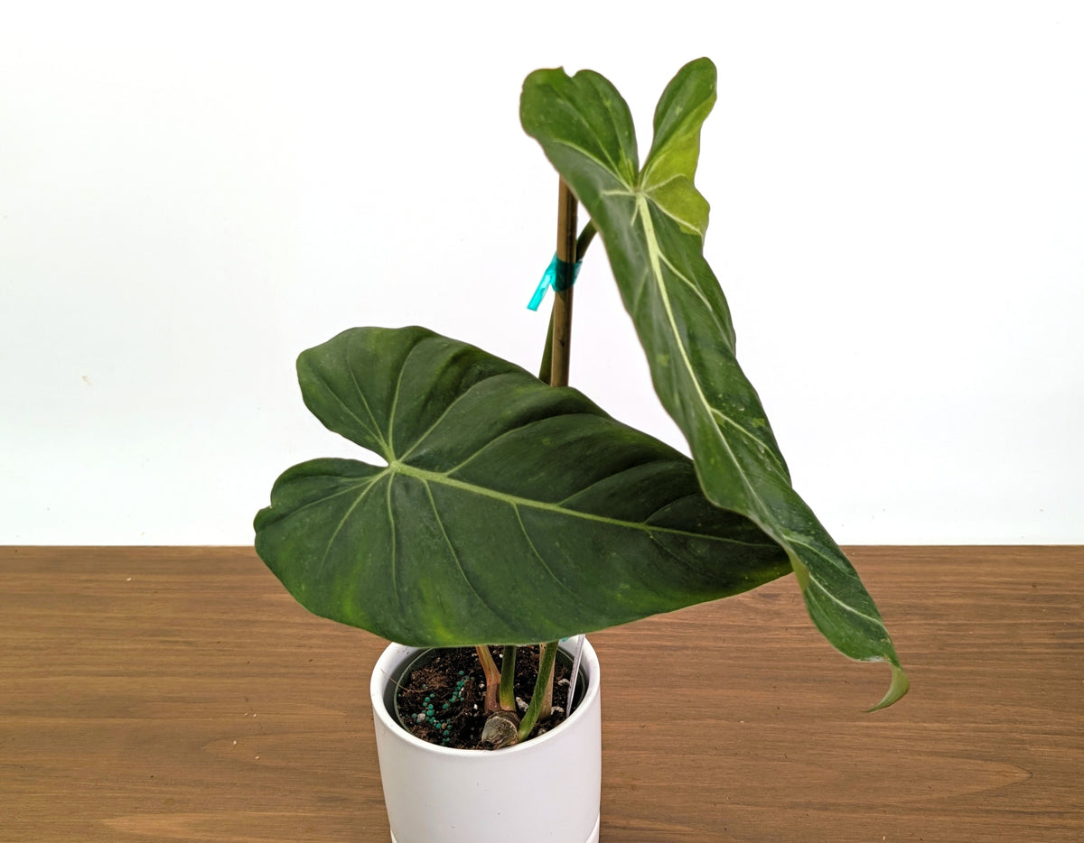 Philodendron Glorimax Thai Variegated - Exact Plants 6" Pots (gloriosum x maximum)