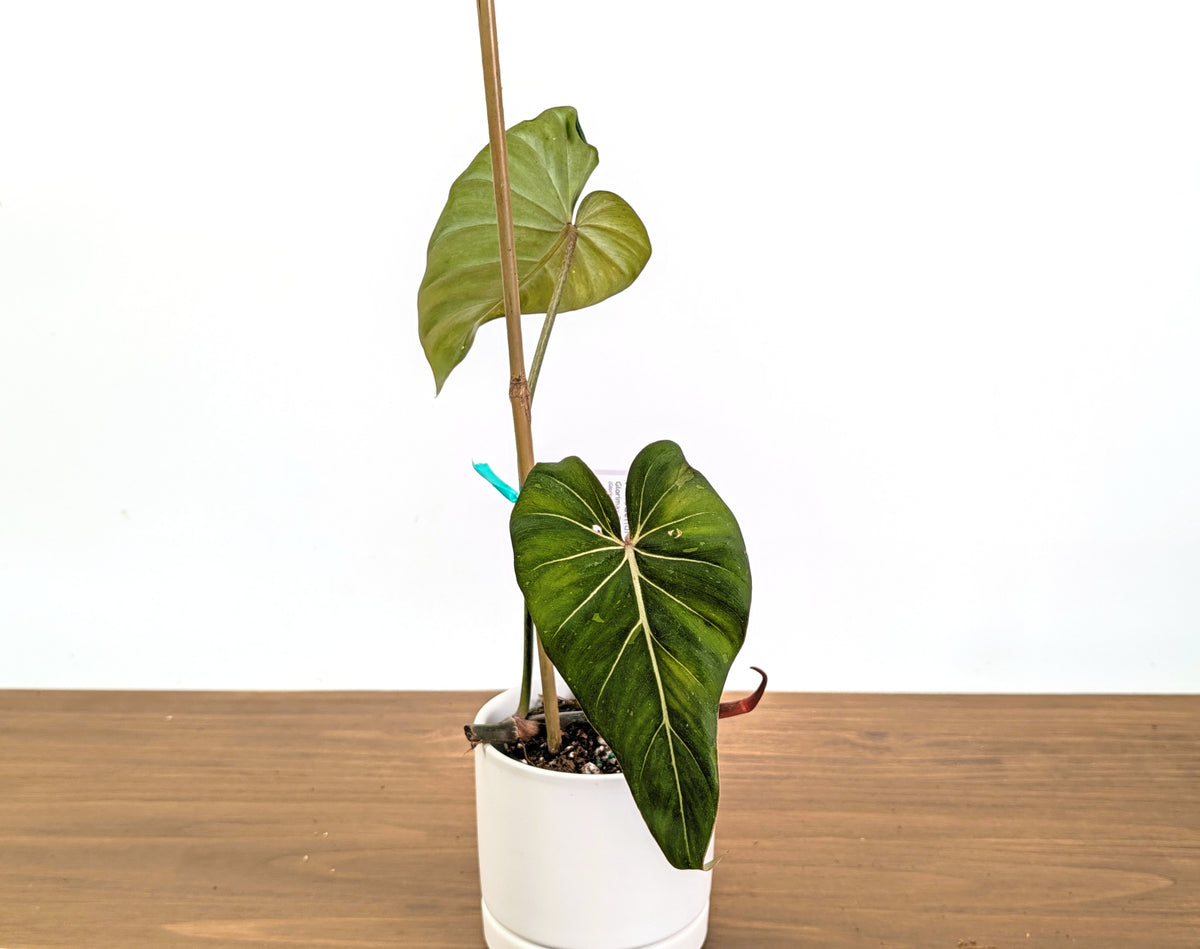 Philodendron Glorimax Thai Variegated - Exact Plants 6" Pots (gloriosum x maximum)