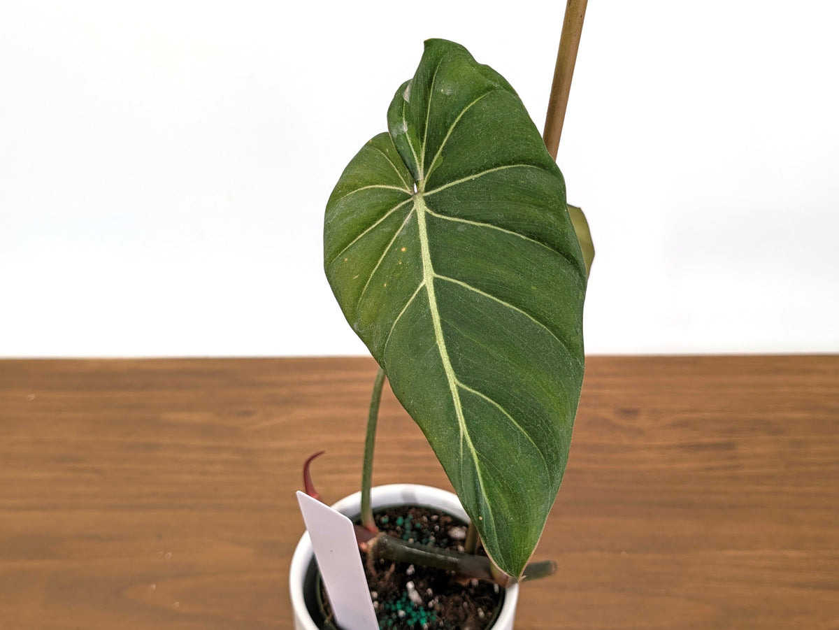 Philodendron Glorimax Thai Variegated - Exact Plants 6" Pots (gloriosum x maximum)