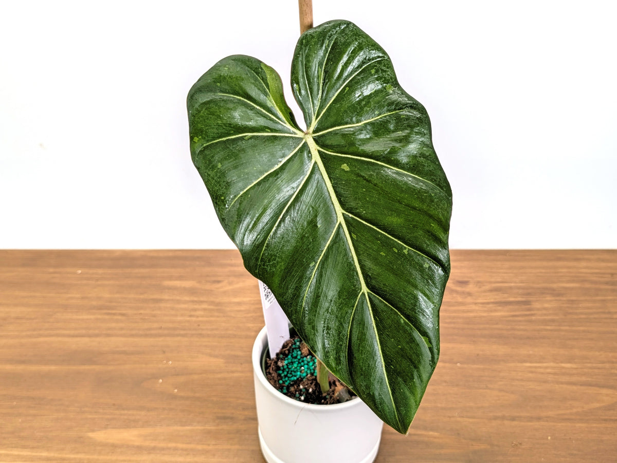 Philodendron Glorimax Thai Variegated - Exact Plants 6" Pots (gloriosum x maximum)