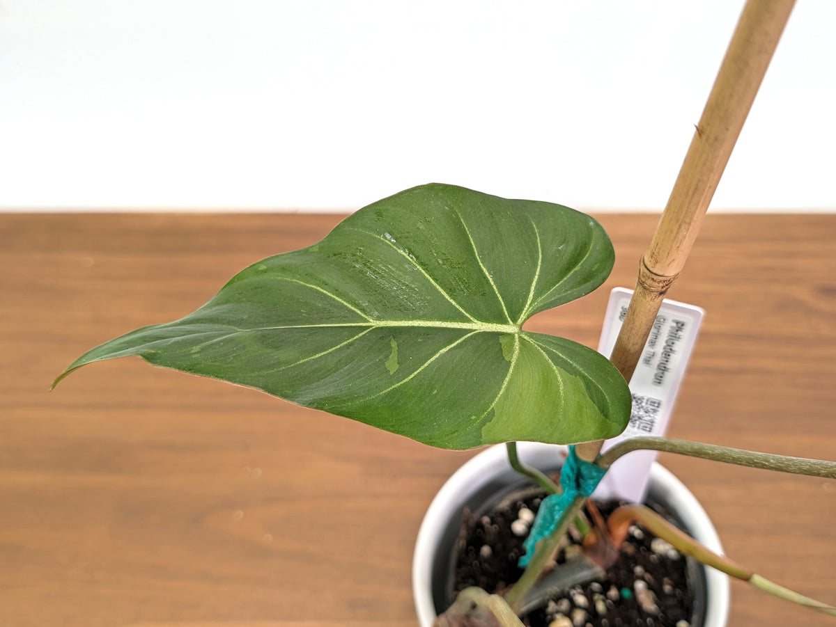 Philodendron Glorimax Thai Variegated - Exact Plants 6" Pots (gloriosum x maximum)