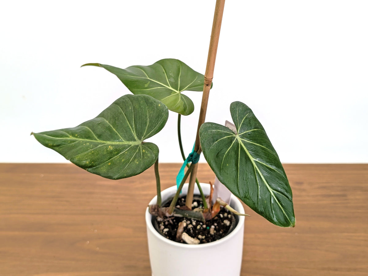 Philodendron Glorimax Thai Variegated - Exact Plants 6" Pots (gloriosum x maximum)