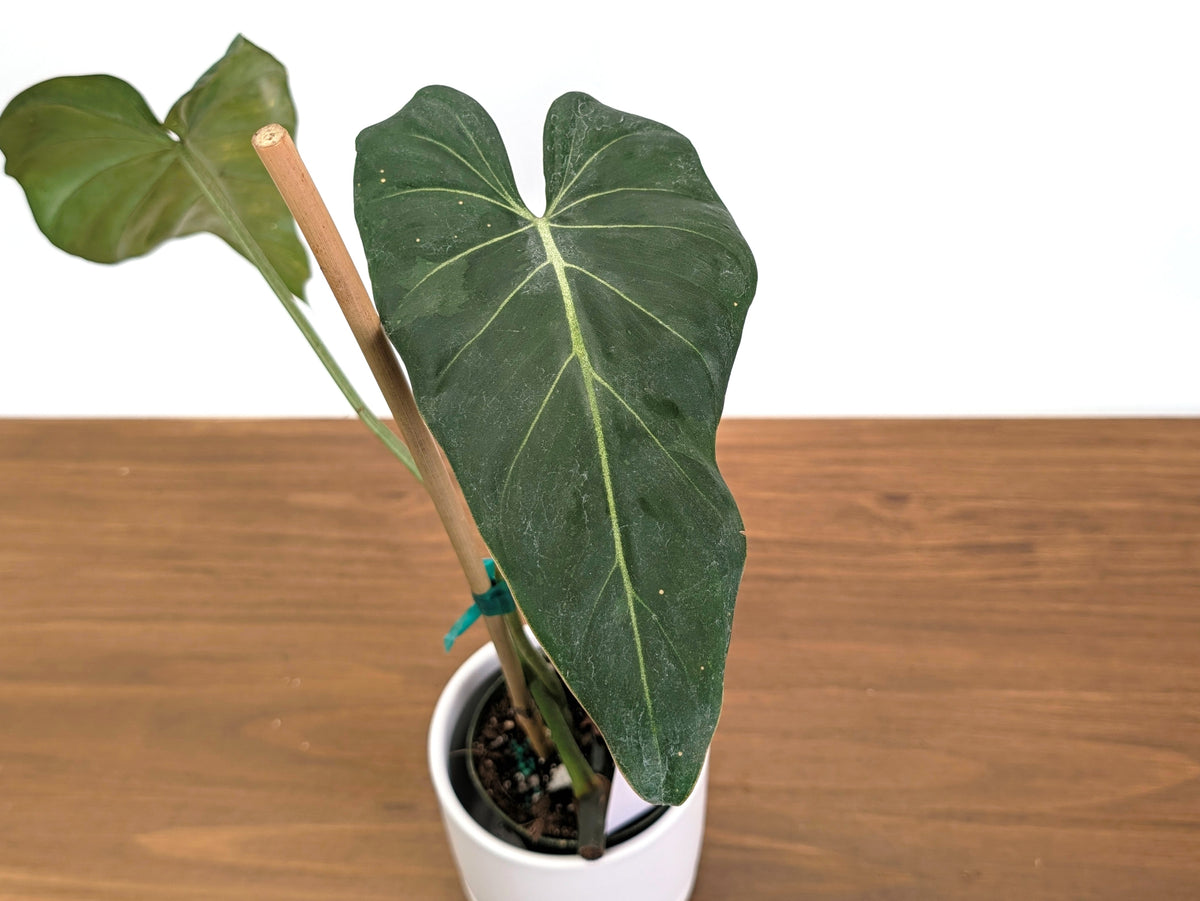 Philodendron Glorimax Thai Variegated - Exact Plants 6" Pots (gloriosum x maximum)