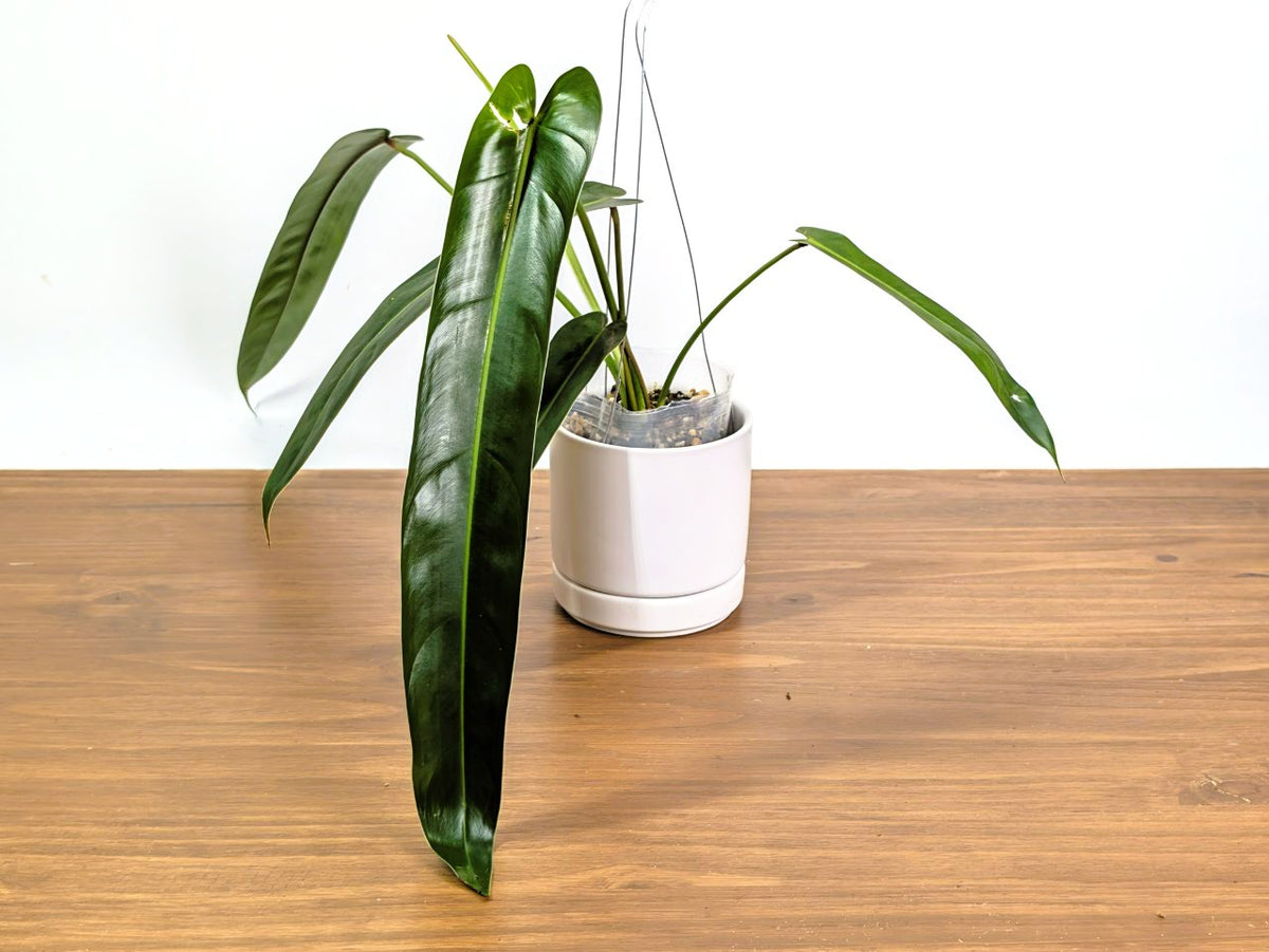 Philodendron Amazon Spirit 'Narrow Form'