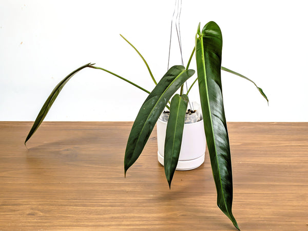 Philodendron Amazon Spirit 'Narrow Form'
