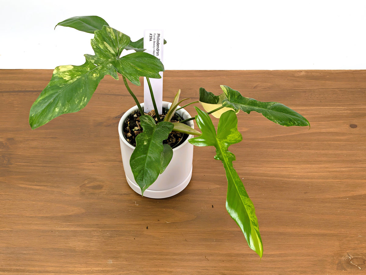 Philodendron Florida Beauty x Mayoi Variegated - Exact Plant #39A in 4" Pot