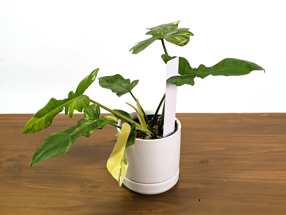 Philodendron Florida Beauty x Mayoi Variegated - Exact Plant #39A in 4" Pot
