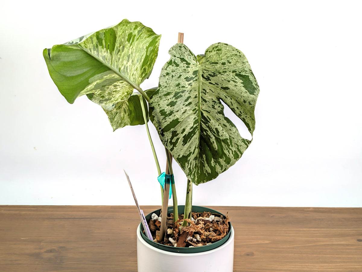 Monstera Vietciosa - 6" Pot (Exact Plant Pictured) #39A